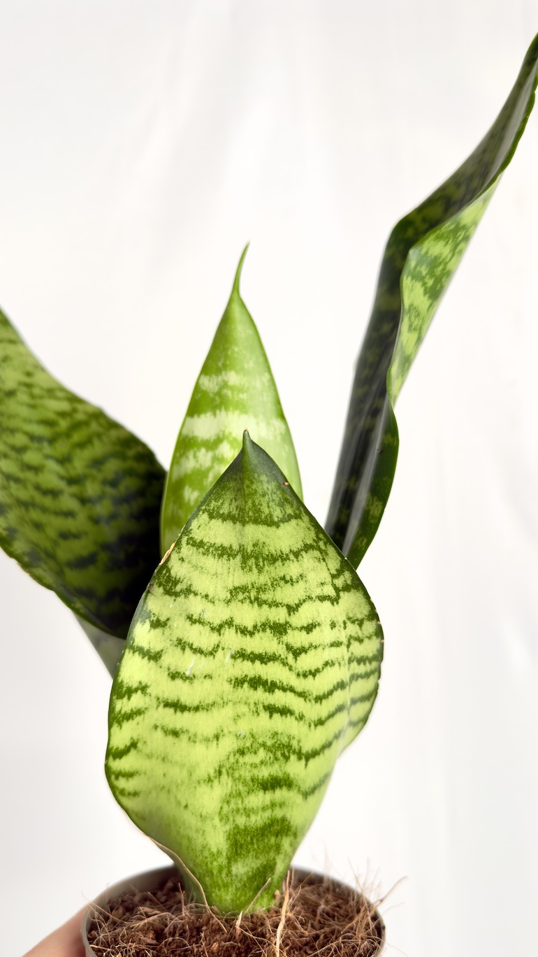 Sansevieria Zeylanica