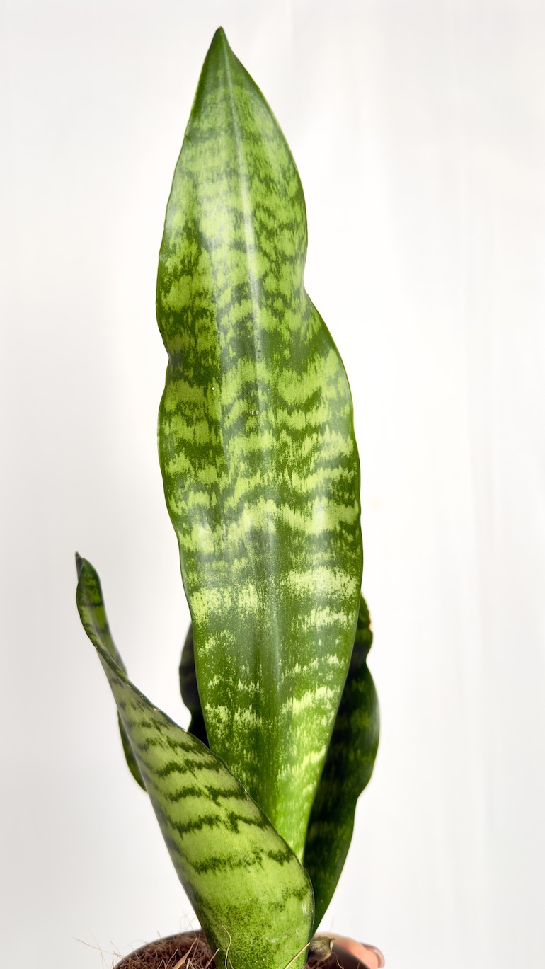 Sansevieria Zeylanica