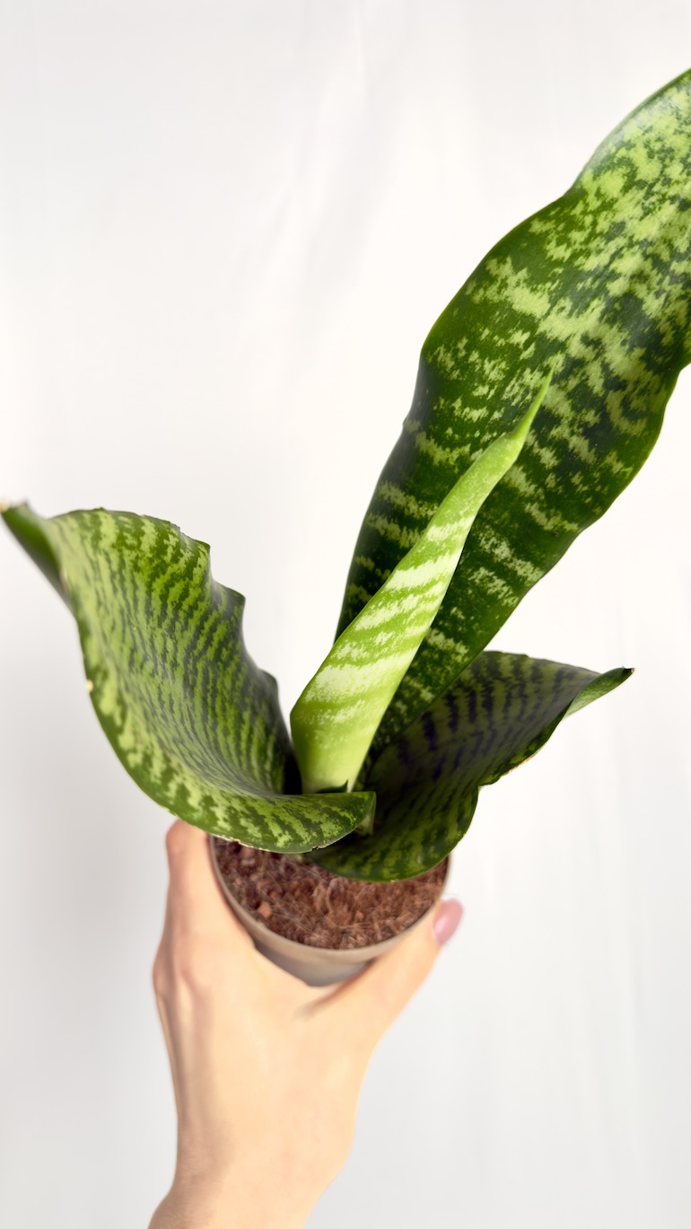 Sansevieria Zeylanica