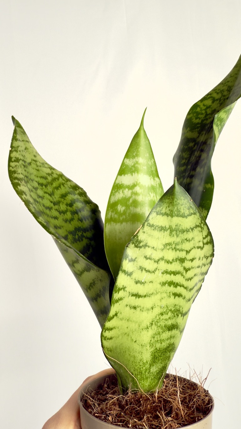 Sansevieria Zeylanica