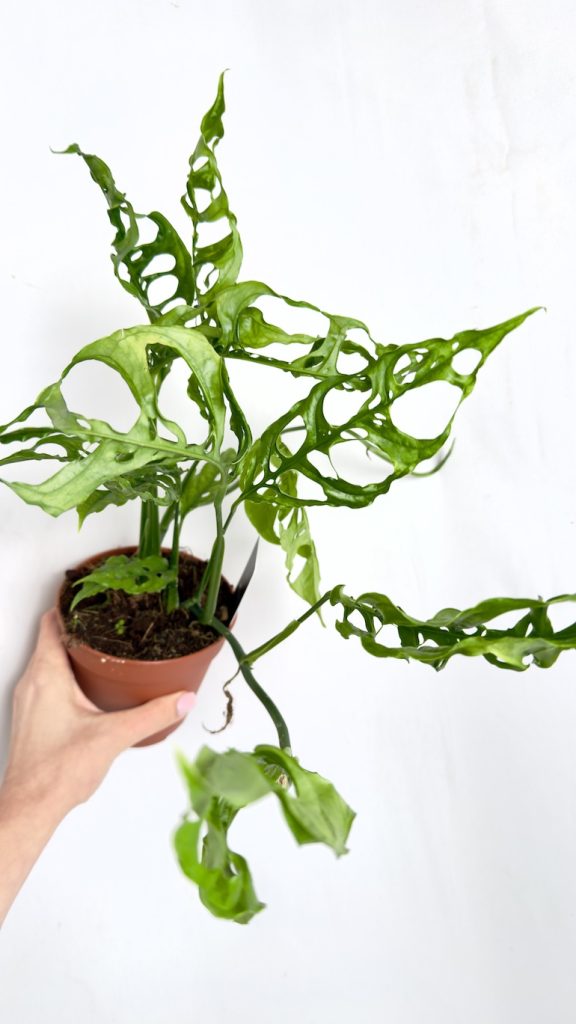 Monstera Obliqua Peru