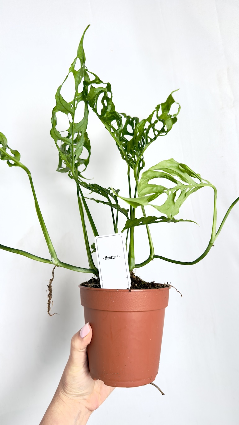 Monstera Obliqua Peru
