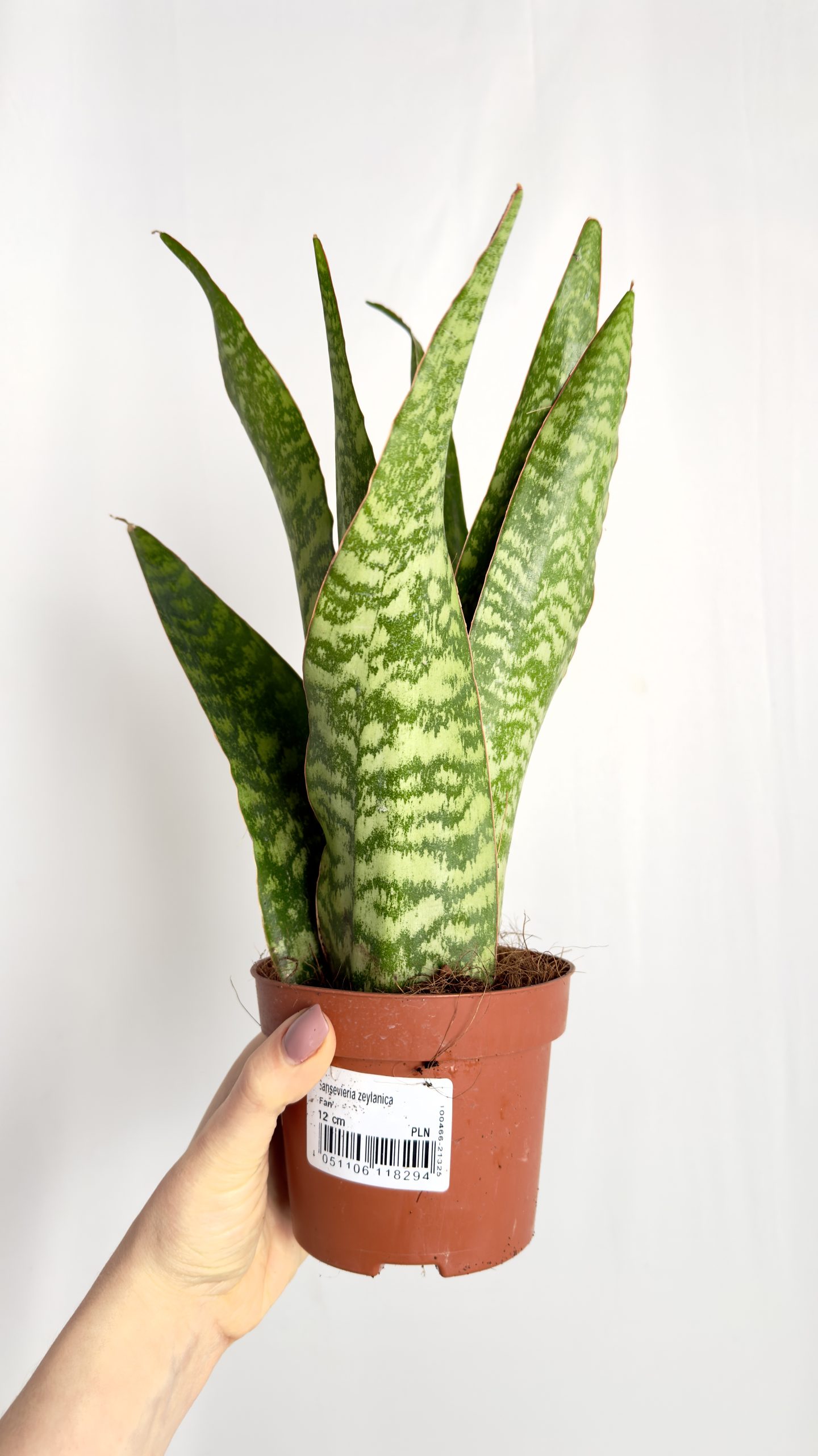 Sansevieria Zeylenica Dragon