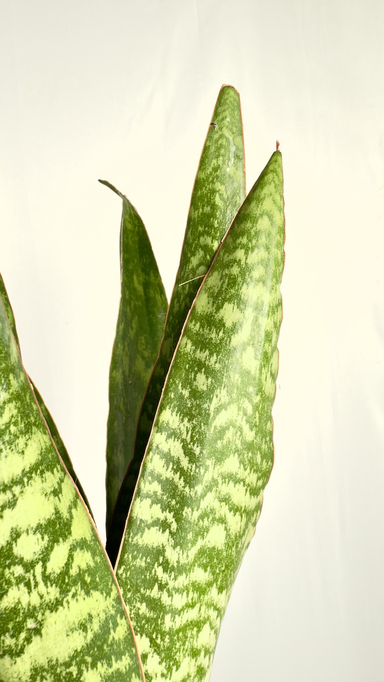 Sansevieria Zeylenica Dragon