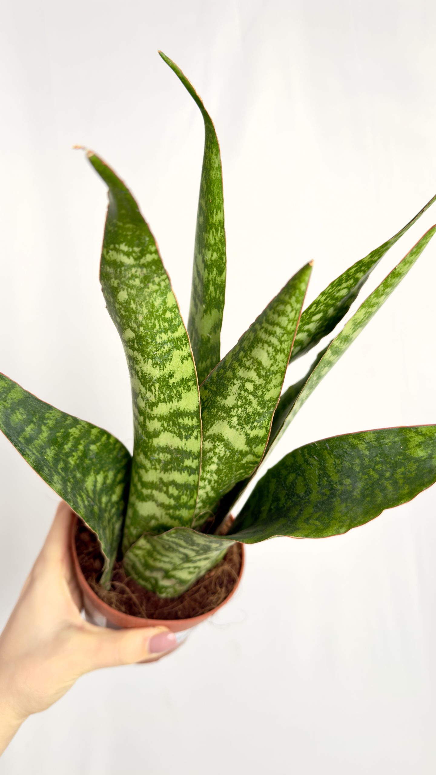 Sansevieria Zeylenica Dragon