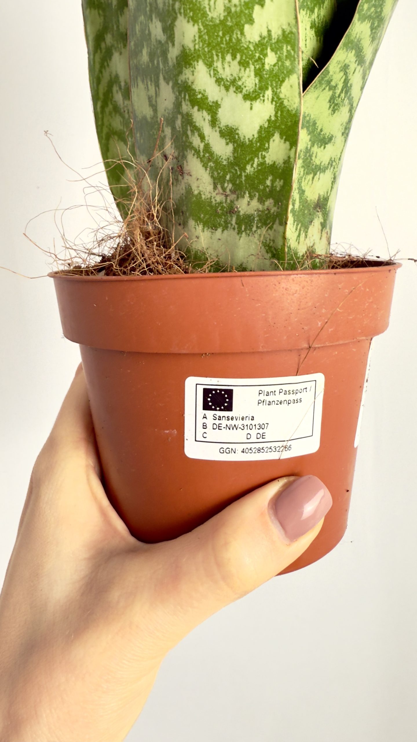 Sansevieria Zeylenica Dragon