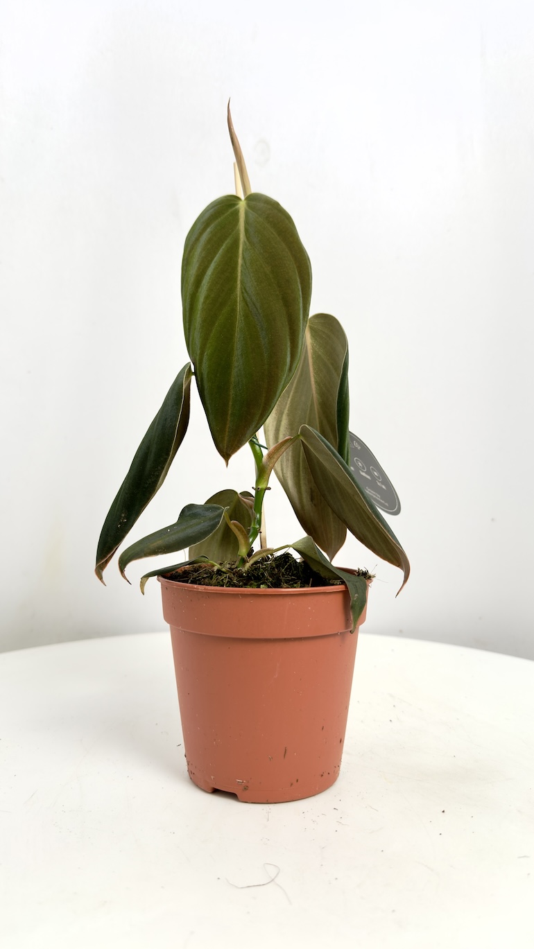 Philodendron Gigas