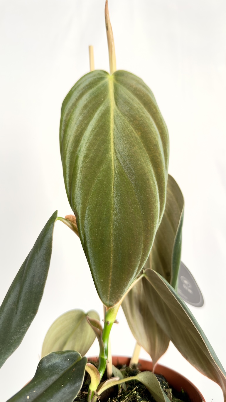 Philodendron Gigas