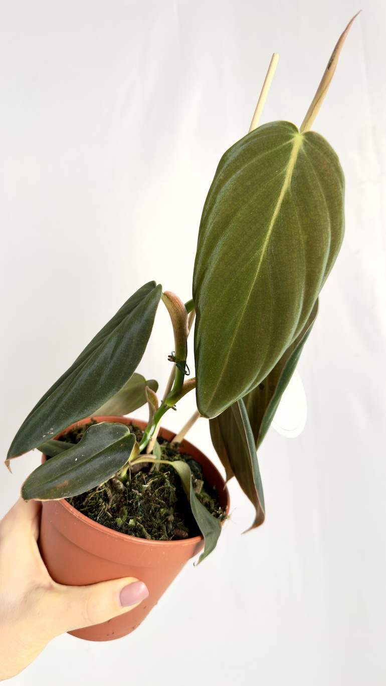 Philodendron Gigas