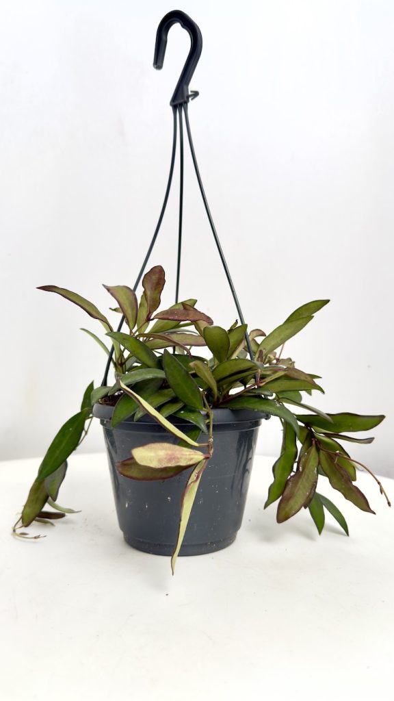 Hoya Rosita