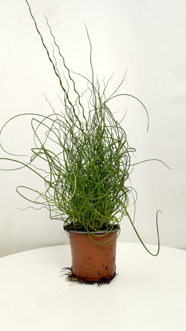 Juncus Spiralis L