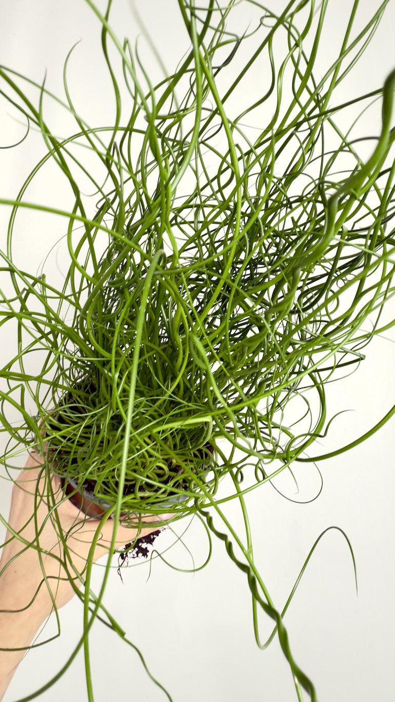 Juncus Spiralis L