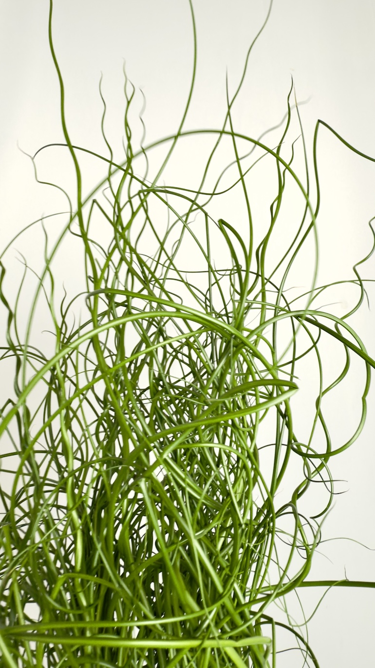 Juncus Spiralis L