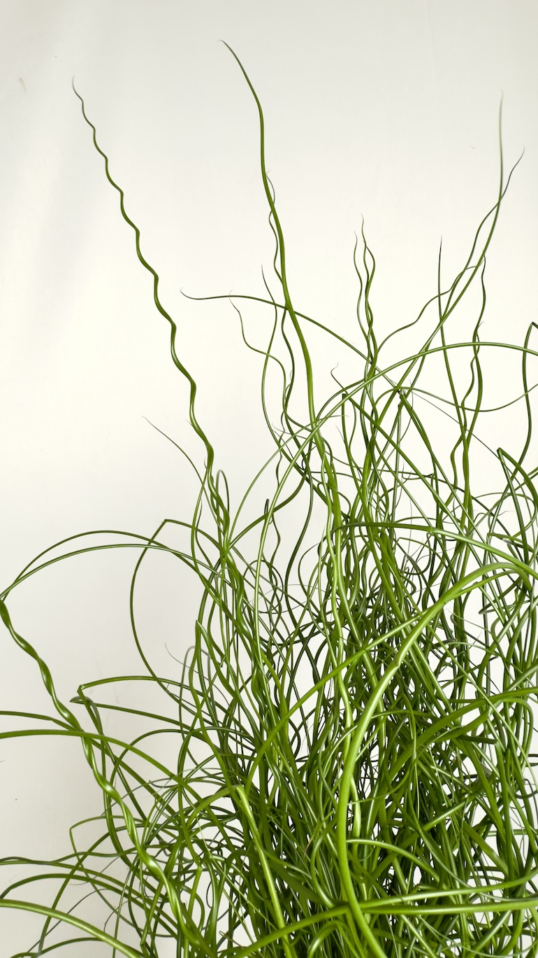Juncus Spiralis L