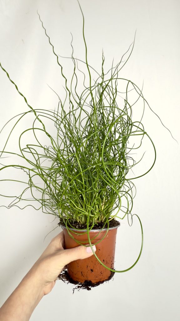 Juncus Spiralis L