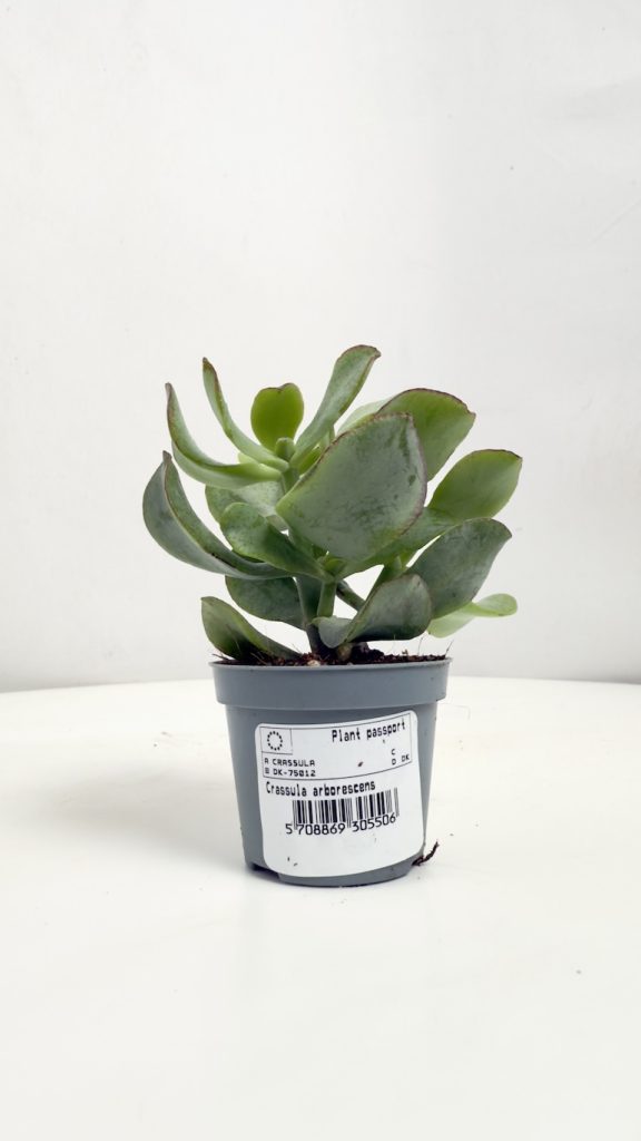 crassula arborences