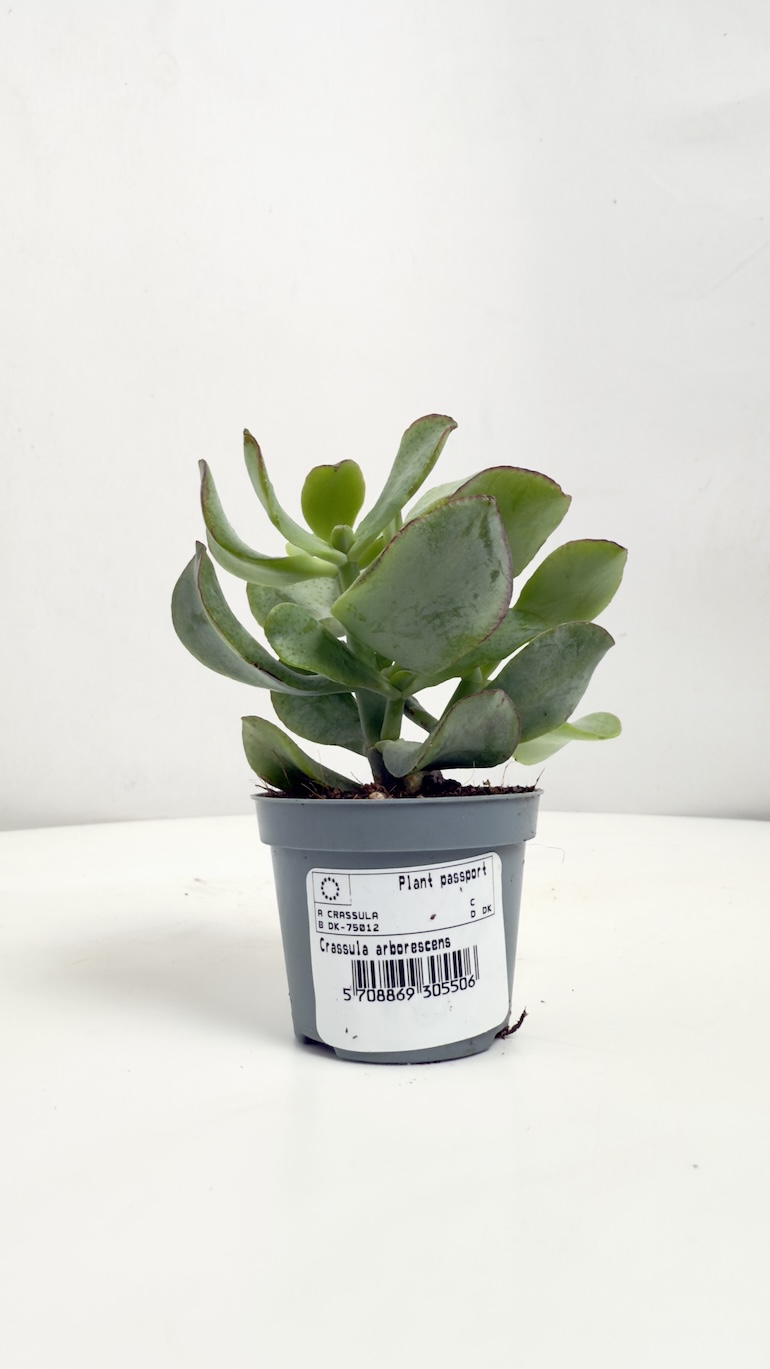 Crassula Arborescens