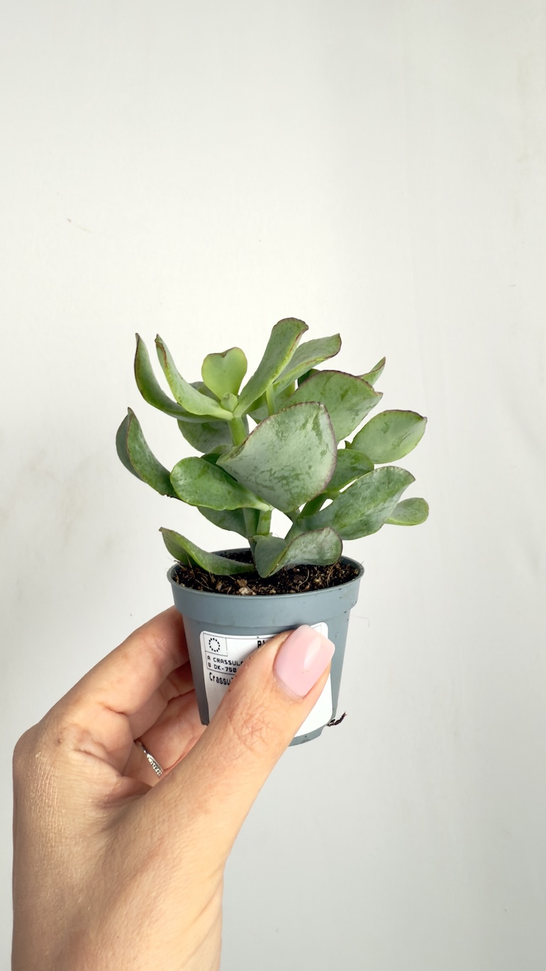 Crassula Arborescens