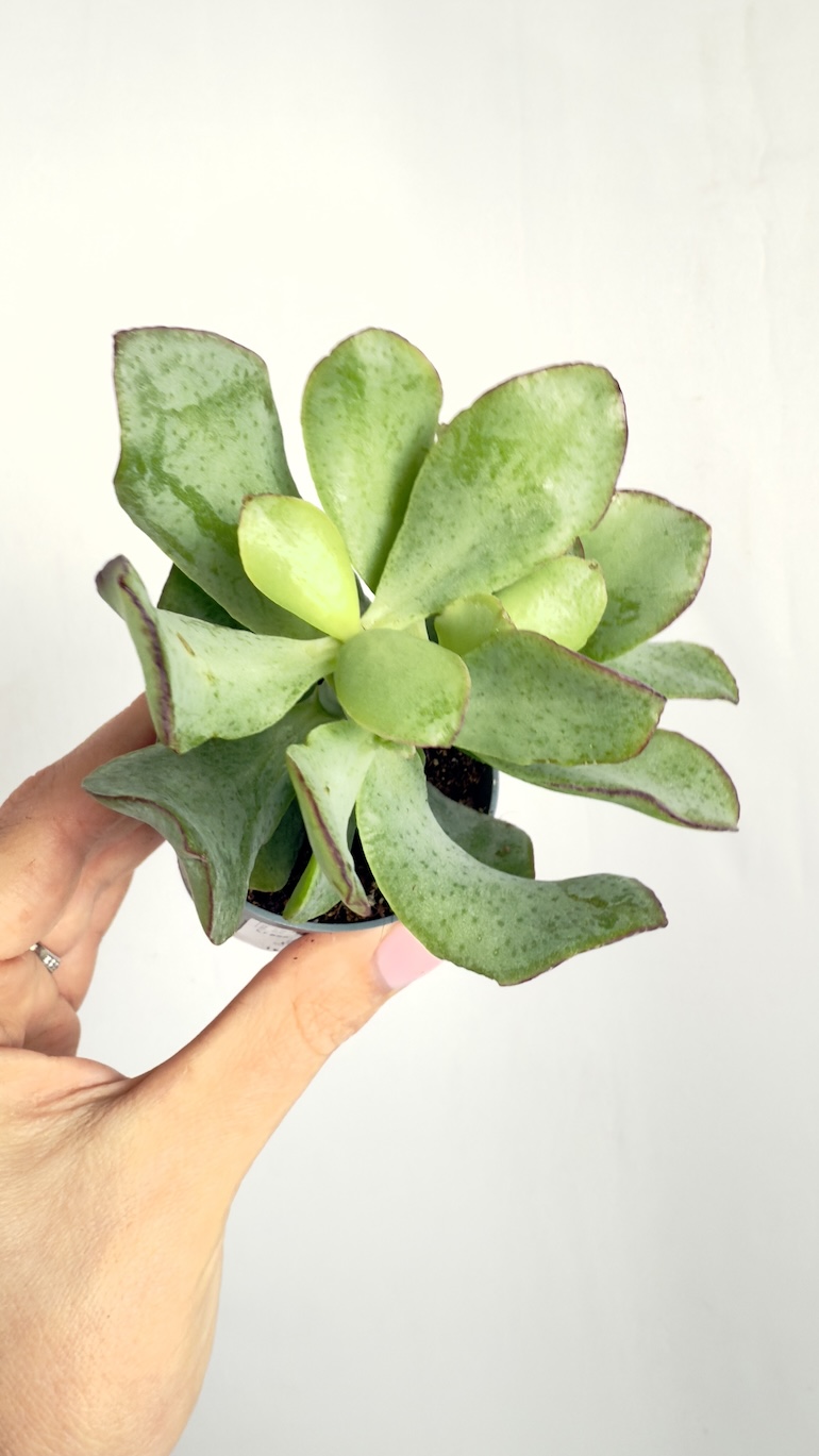 Crassula Arborescens
