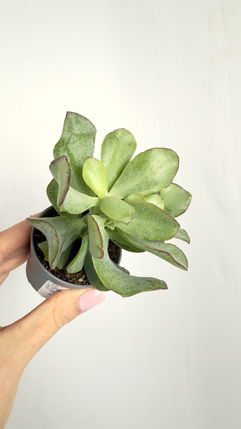 Crassula Arborescens