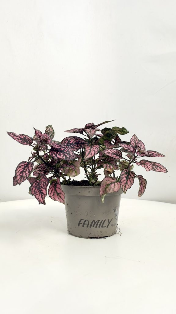 hypoestes carmina