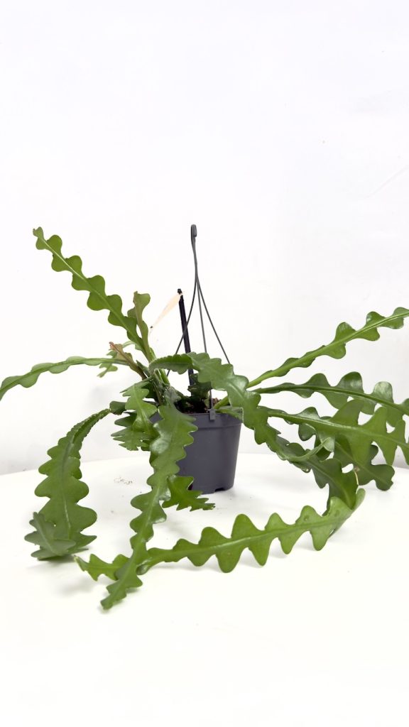 epiphyllum angyliger, zygzakowate pnącze