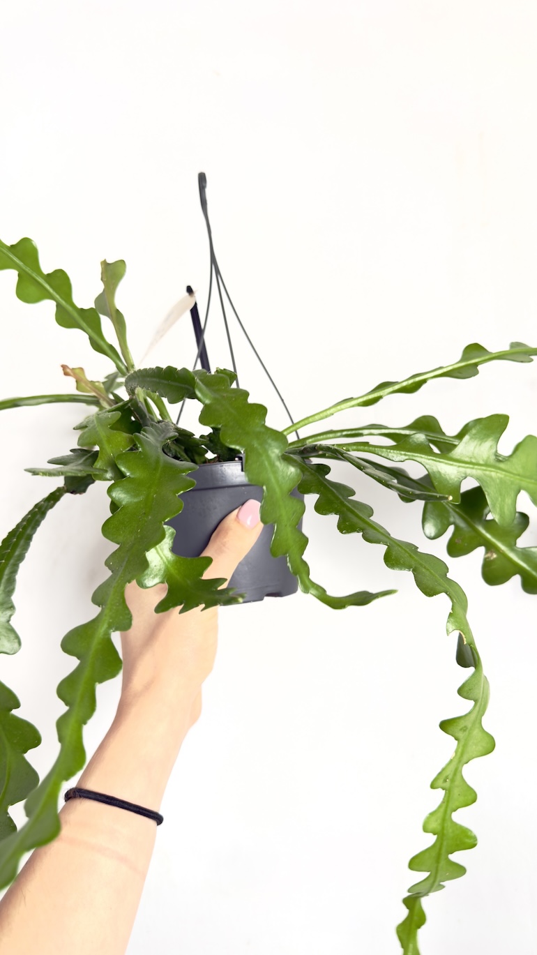 Epiphyllum anguliger