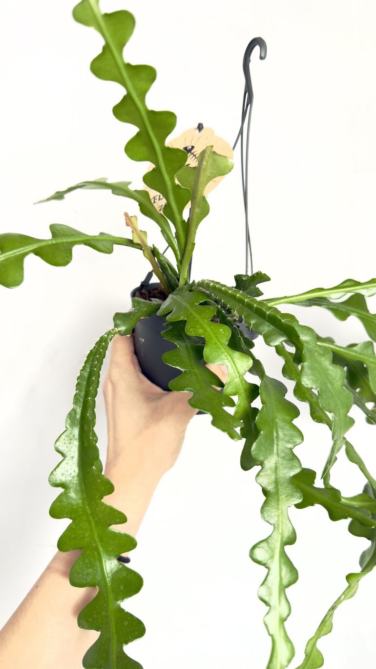 Epiphyllum anguliger