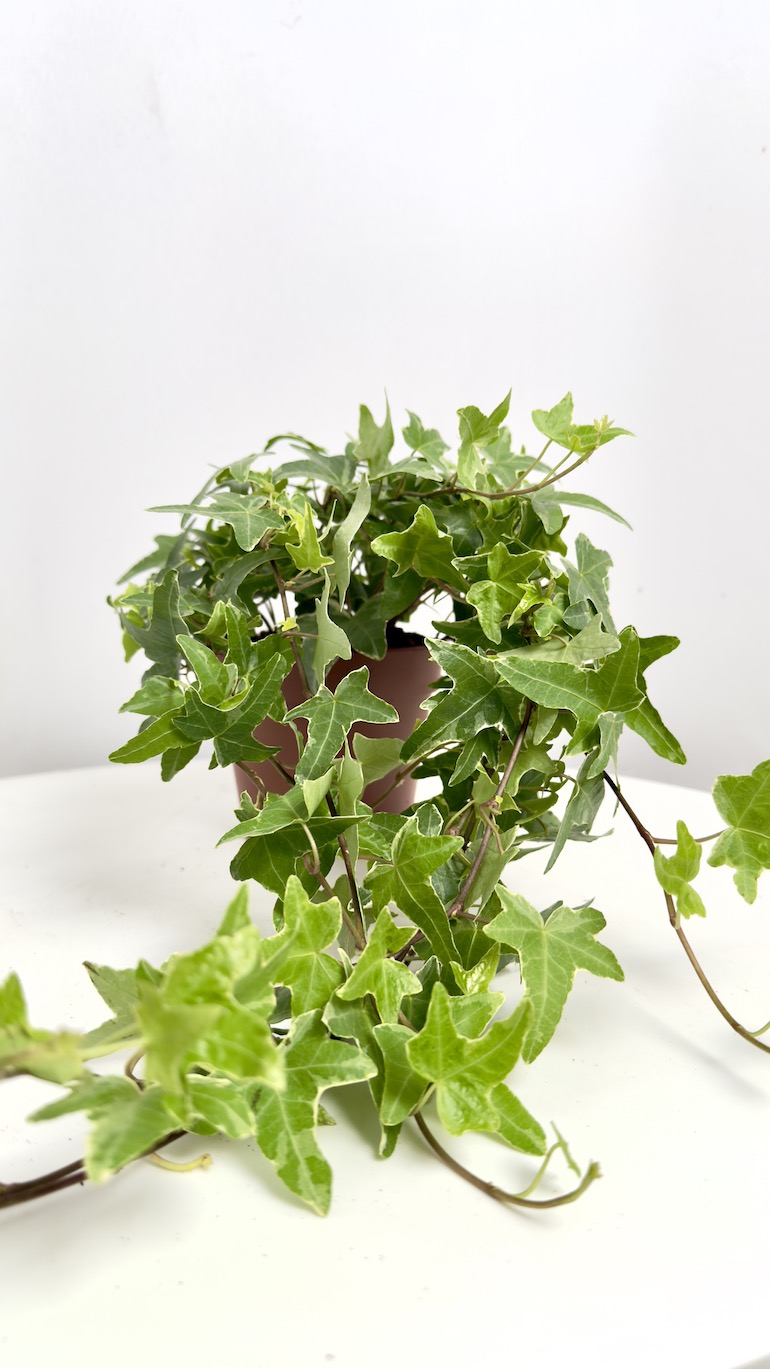 Hedera Helix Mona Lisa