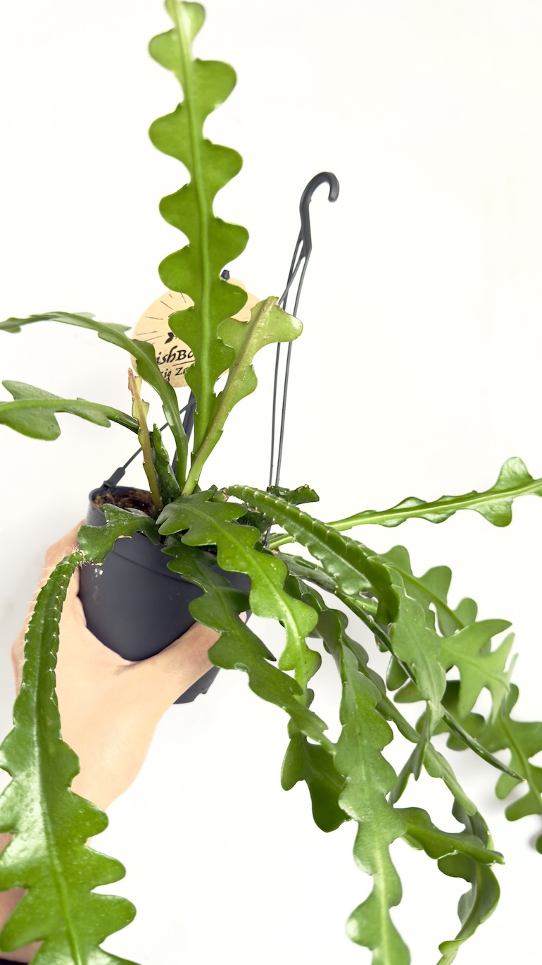 Epiphyllum anguliger