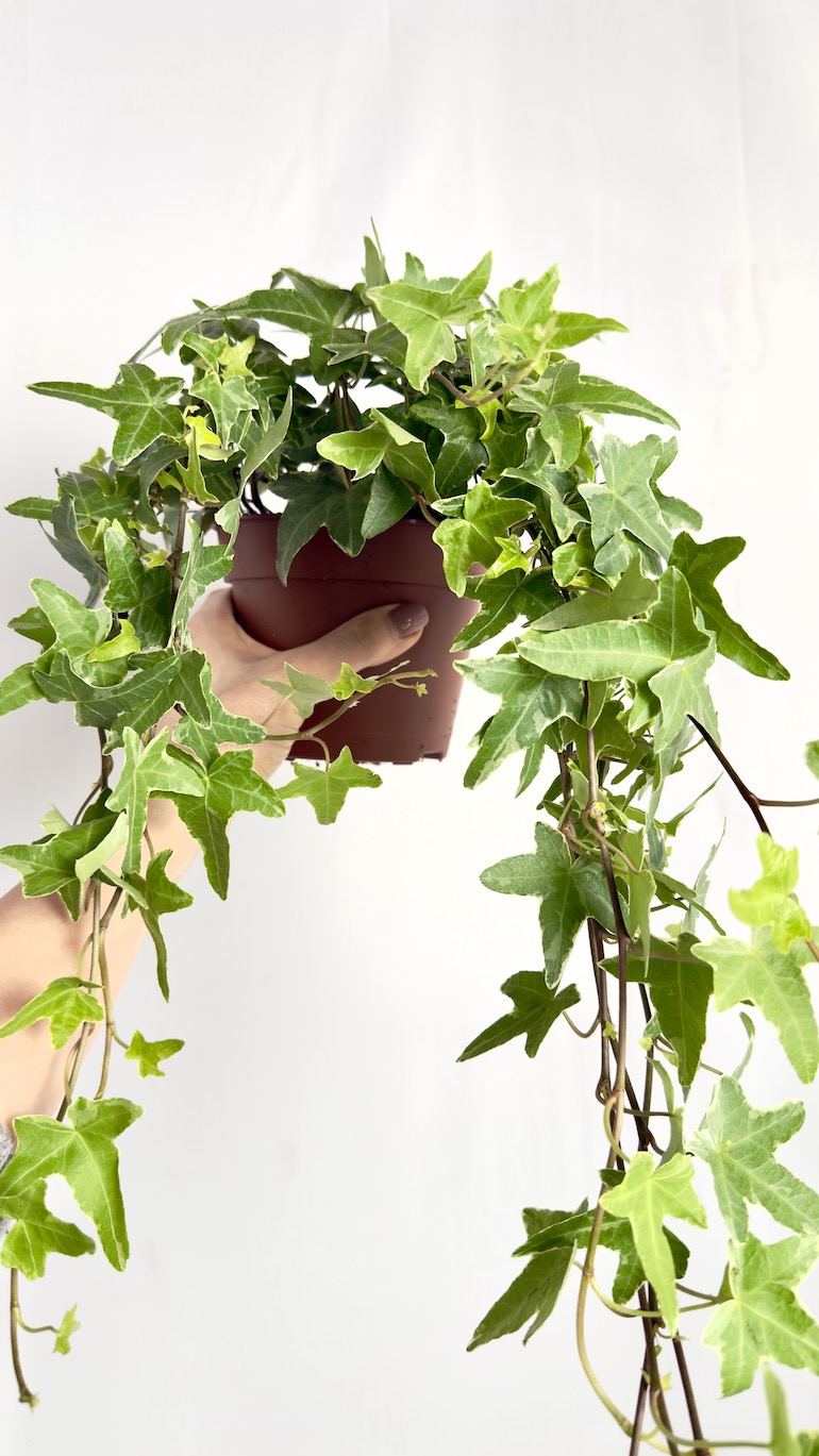 Hedera Helix Mona Lisa