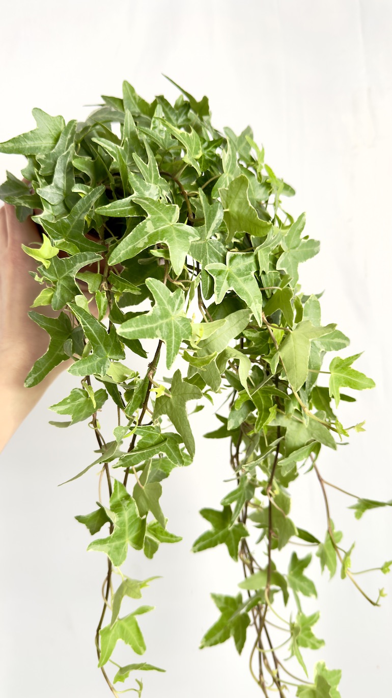 Hedera Helix Mona Lisa