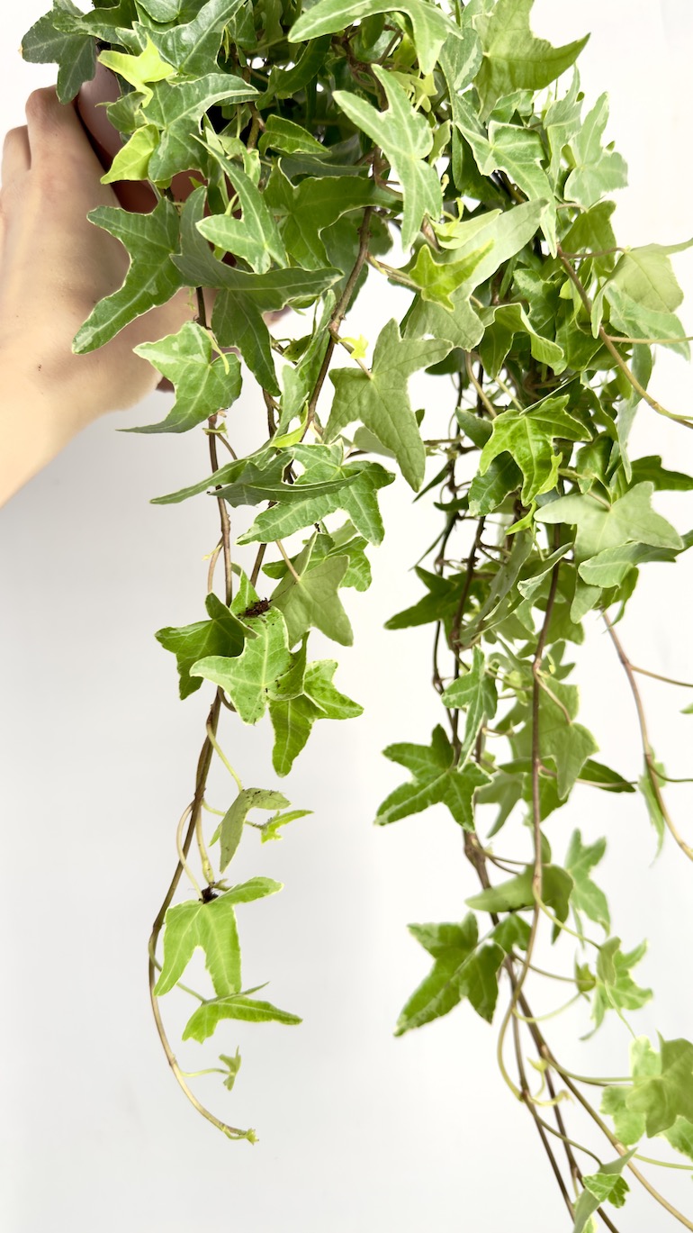Hedera Helix Mona Lisa