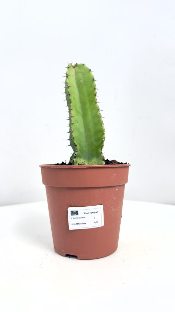 Euphorbia Trigona