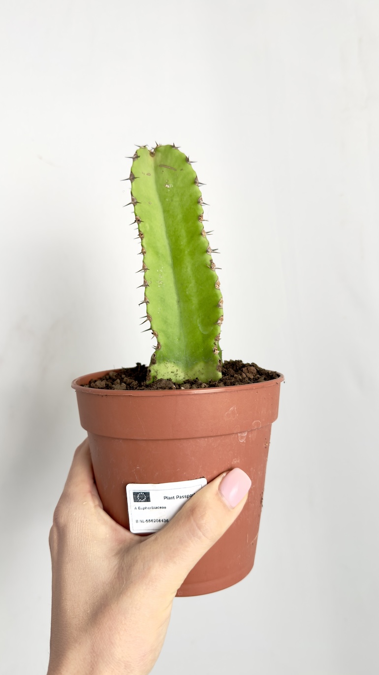 Euphorbia Trigona