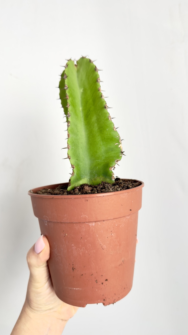 Euphorbia Trigona