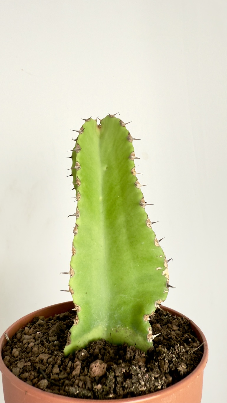Euphorbia Trigona