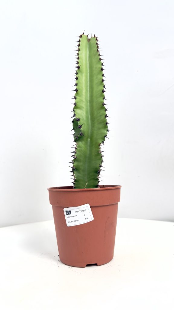 euphorbia triton