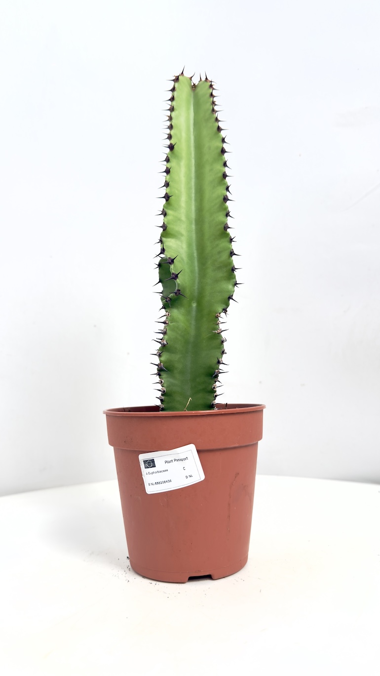 Euphorbia Trigona
