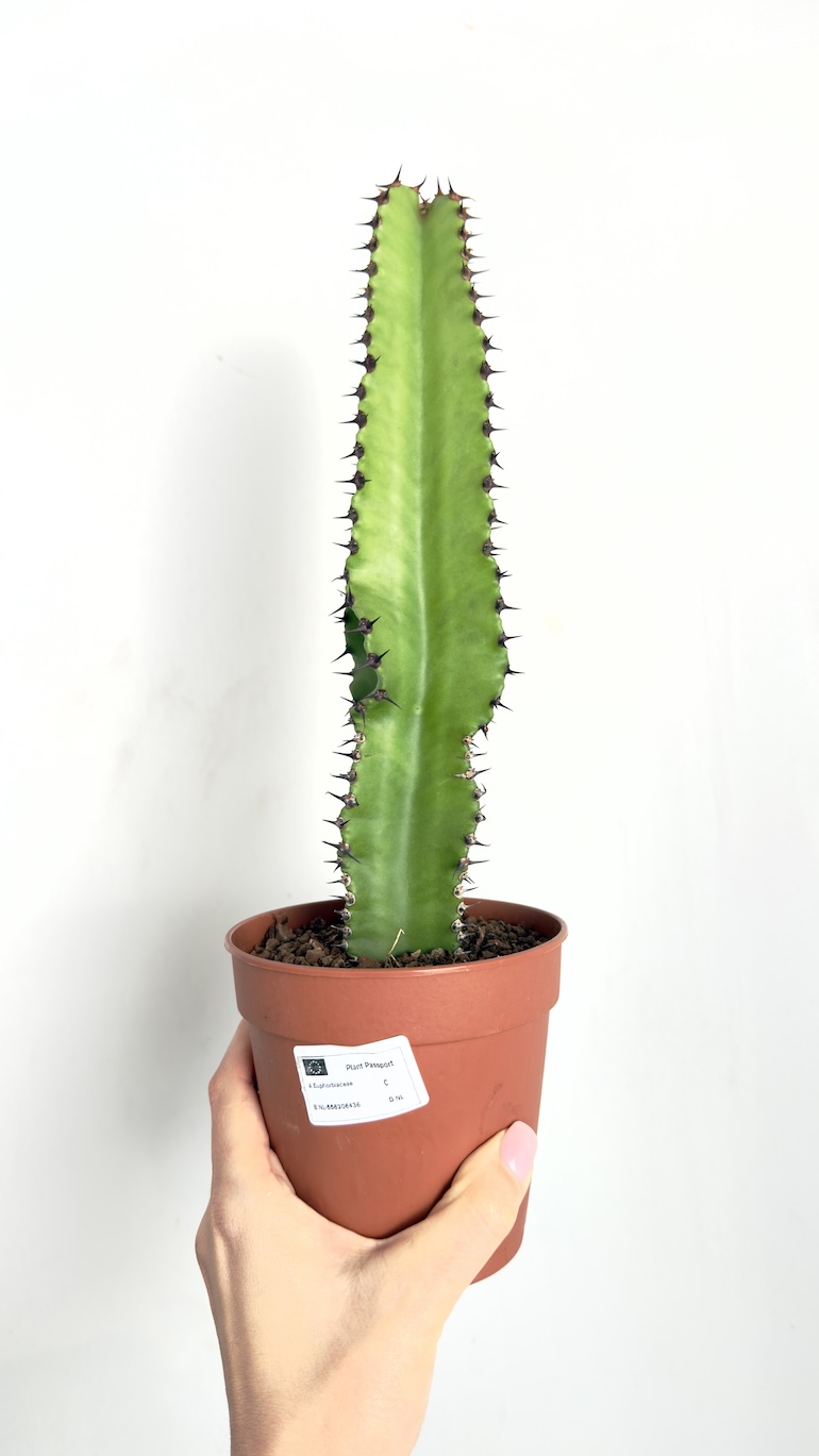 Euphorbia Trigona