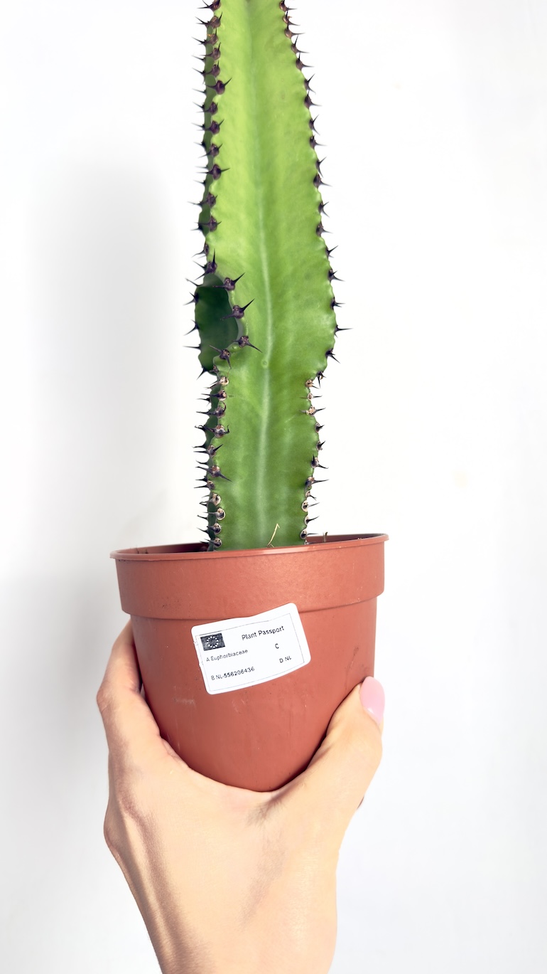 Euphorbia Trigona