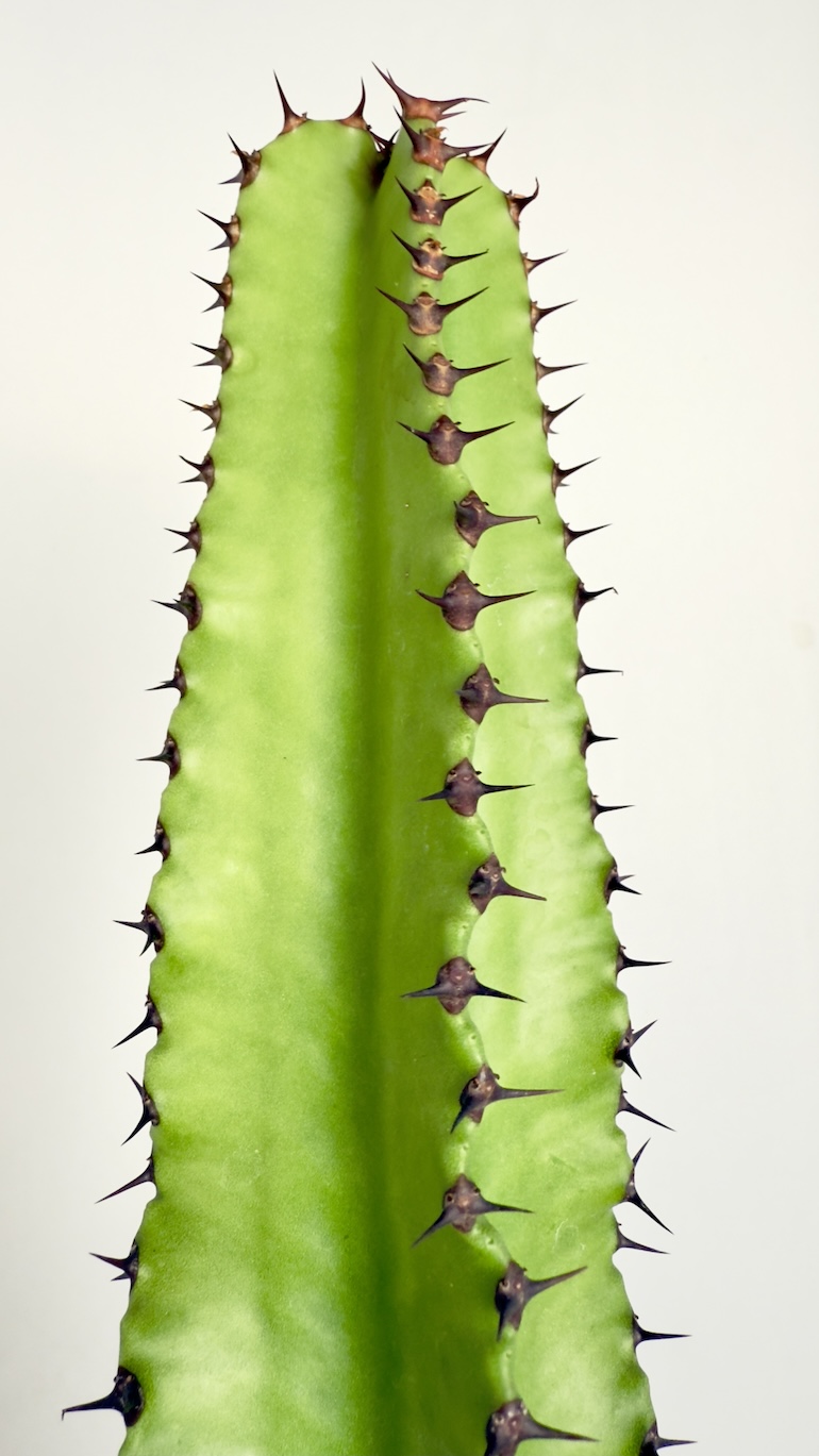 Euphorbia Trigona