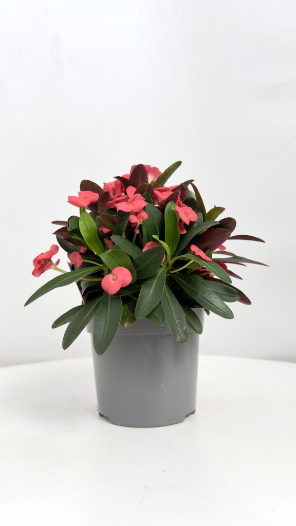 Euphorbia Milli Vulcano