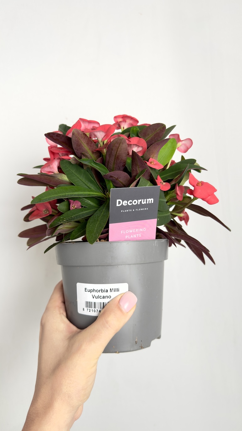 Euphorbia Milli Vulcano