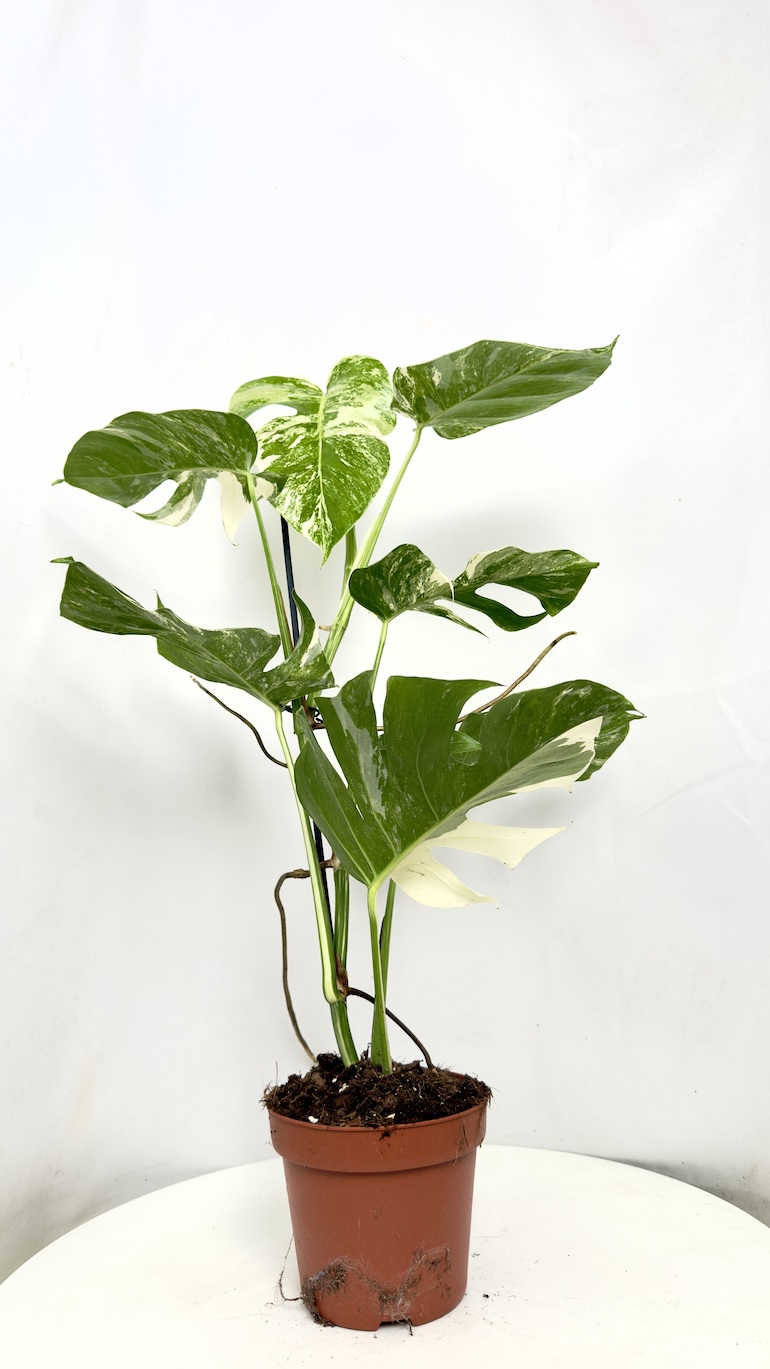 Monstera Variegata