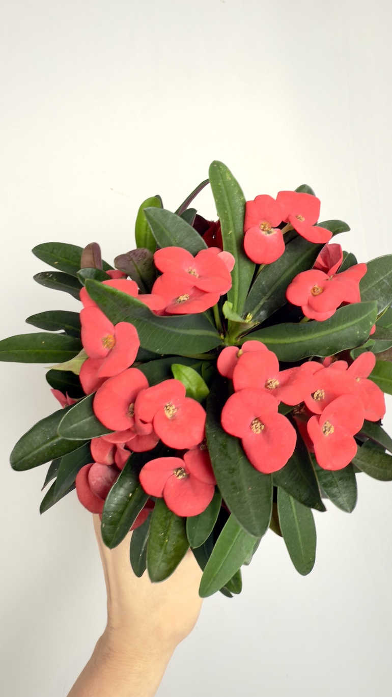 Euphorbia Milli Vulcano