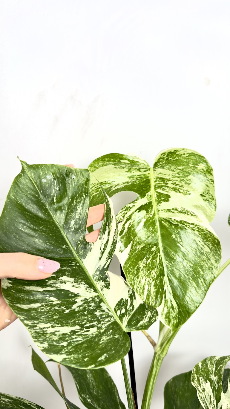 Monstera Variegata