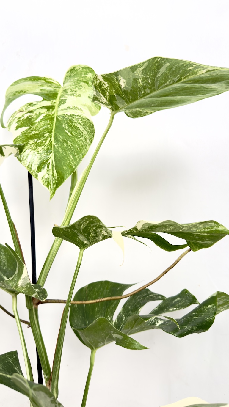 Monstera Variegata