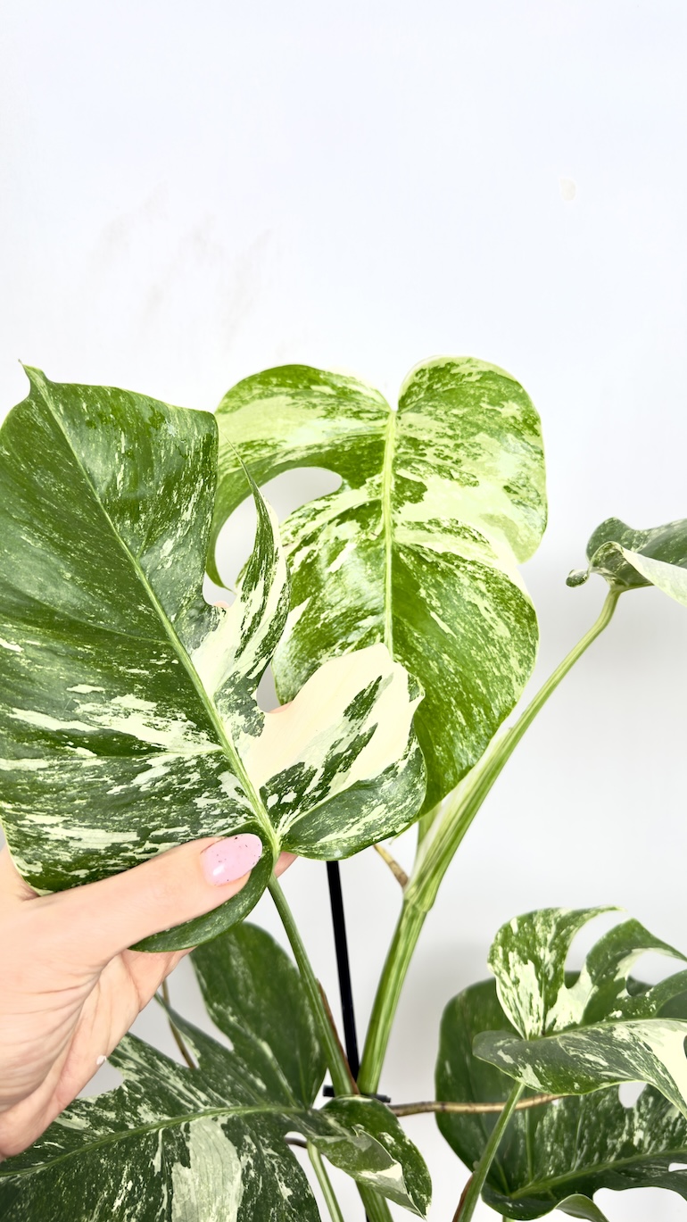 Monstera Variegata