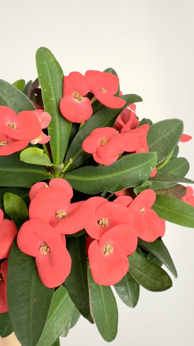 Euphorbia Milli Vulcano